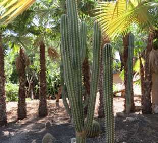 Kaktus 2