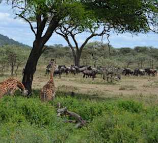 Serengeti