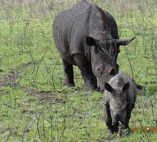 Rhino calf showing interest in us on our Safari