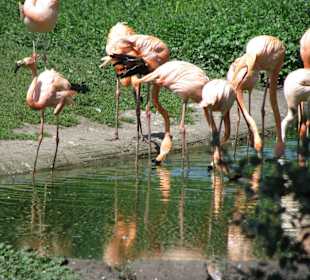 Flamingos