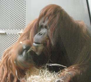 Sumatra-Orang-Utan