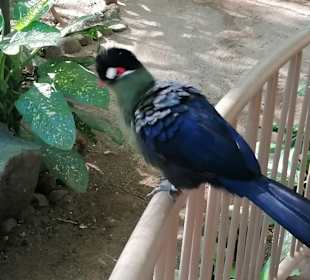 Casela Nature & Leisure Park 