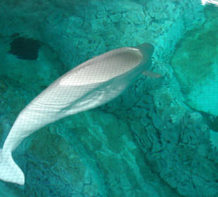 Aquarium L’Oceanogràfic