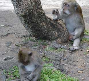 Überall nichts als Affen