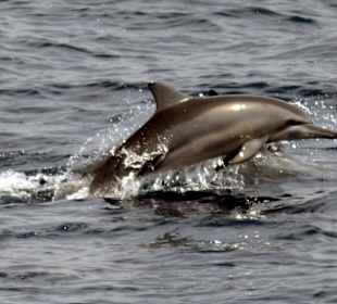 Delfine und Blauwale im Süden!