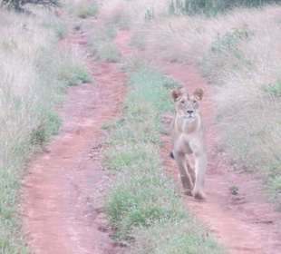 Löwin in Taita Hills