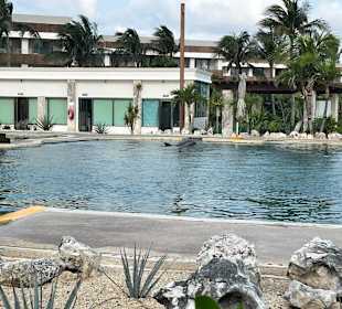 Delfinarium Akumal