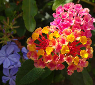 Rundgang durch die Altstadt von Cerbère