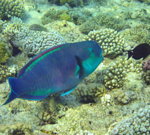 Begegnungen am Hausriff Hotel Melia Sinai