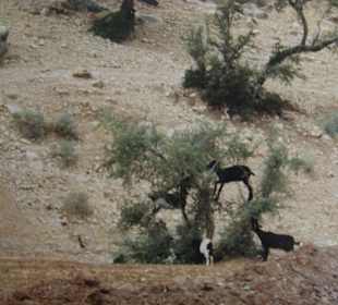 Die Ziegen auf dem Baum