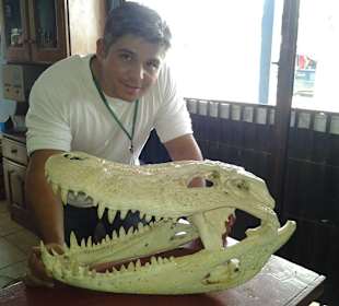 Kaimanschädel bei Juma - Amazonas