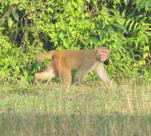 Affe