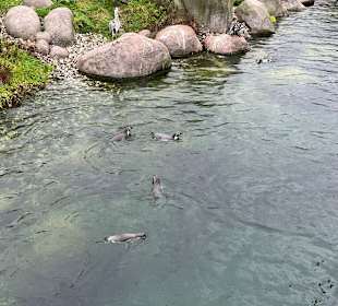 Wildlands Zoo in Emmen 