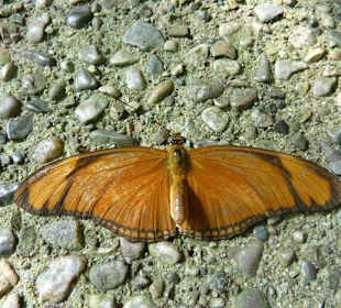 Schmetterling