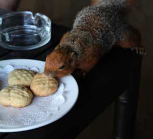 Ein Gast in der lodge