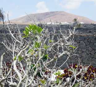 Blick auf ein gewächs in der Lava