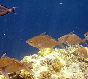 Nurkowanie w Sharm el Sheikh - podwodne życie