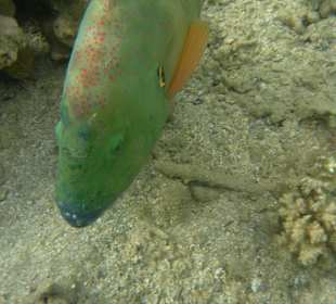 Зубастая рыба