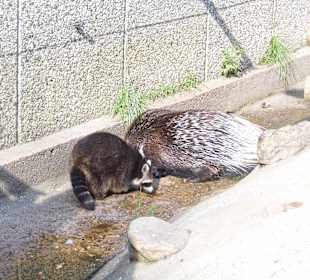 WildparkImpression September 2013