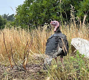 Wandern Lambi