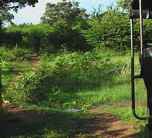 Tiere , aber wo ....?