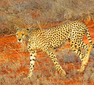 Tsavo East