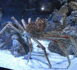 Zwei Meter Riesenkrabbe