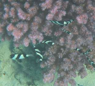 Schnorcheln beim Fort Arabesque