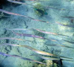Cornetfish