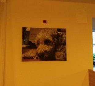 Alles auf Hunde abgestimmt