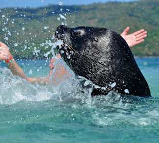 Seelöwenknutschtour