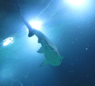 Aquarium / Oceanongrafic