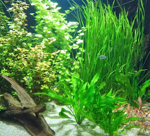 Impressionen aus dem Aquazoo Löbbecke Museum