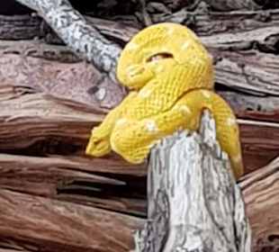 Wundervolle Tierwelt