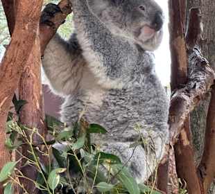 Featherdale Wildlife Park