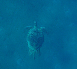 Schildkröte