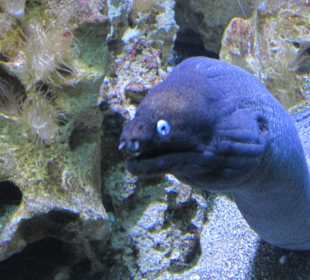 Aquarium