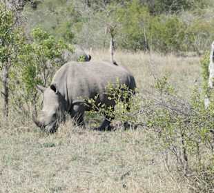 Autosafari im Nationalpark