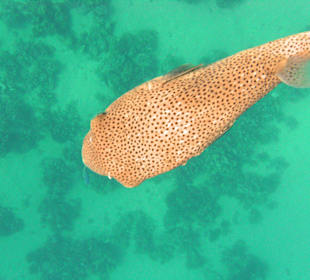 Kugelfisch im Hausriff Tulip Resort