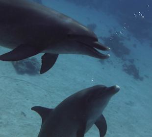 Delfinschwimmen am Roten Meer