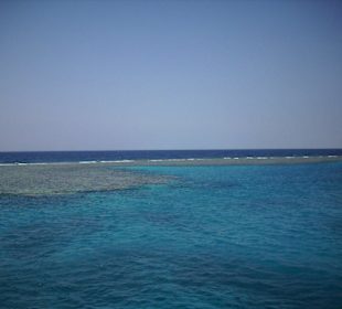 Bei der Delfintour am Riff