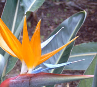 Jardin Botanico in Puerto de la Cruz