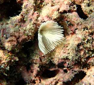 Unterwasserwelt Musandam
