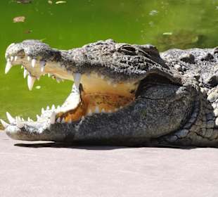 Krokodile im "Croc Parc"