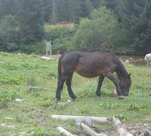 Parcul Natural Apuseni