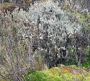 Cotopaxi Nationalpark