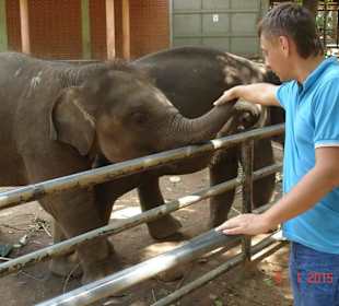 Pinnawala elephant Orphanage 