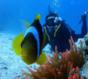 Lust auf Tauchen oder Schnuppertauchen? Komm mit!