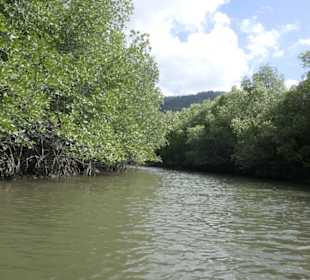 Mangroventour Peter Höfinger