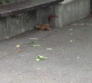 Vogelfreifluggelände